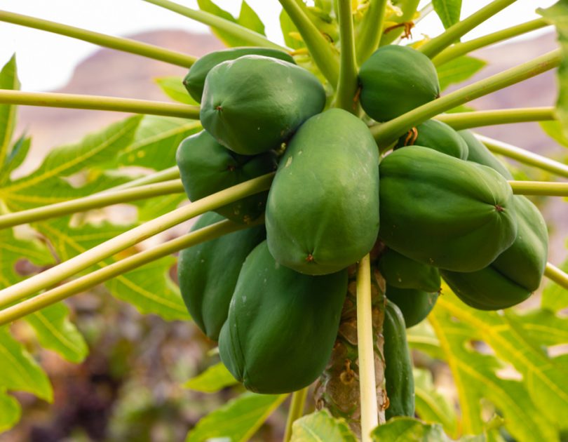 Green Papaya for Healthy Digestion